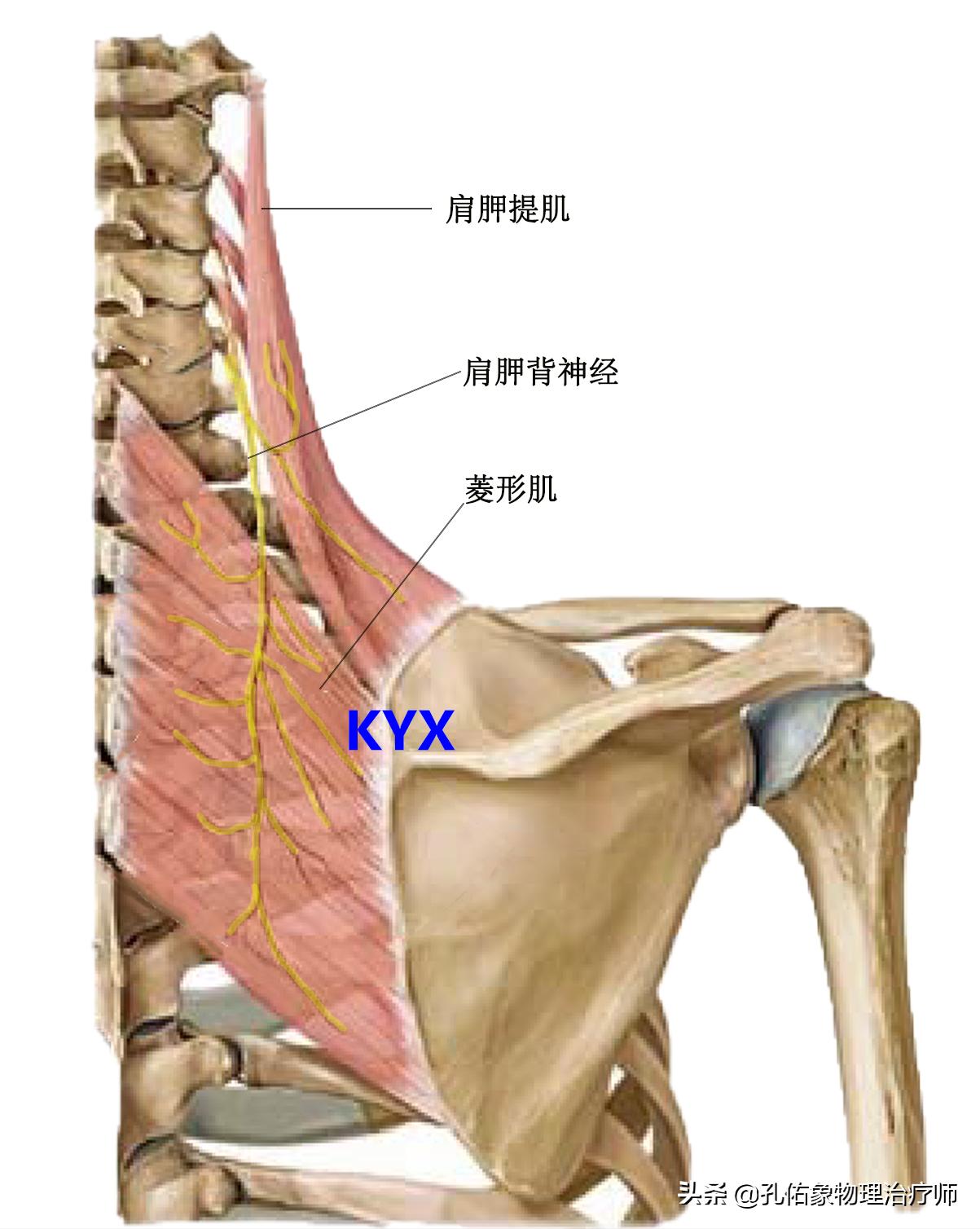 肩胛骨痛点变位置了,肩胛骨痛点怎么治