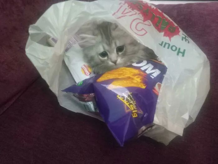 一对可爱猫咪照片,可爱小猫猫超萌照片戴头套