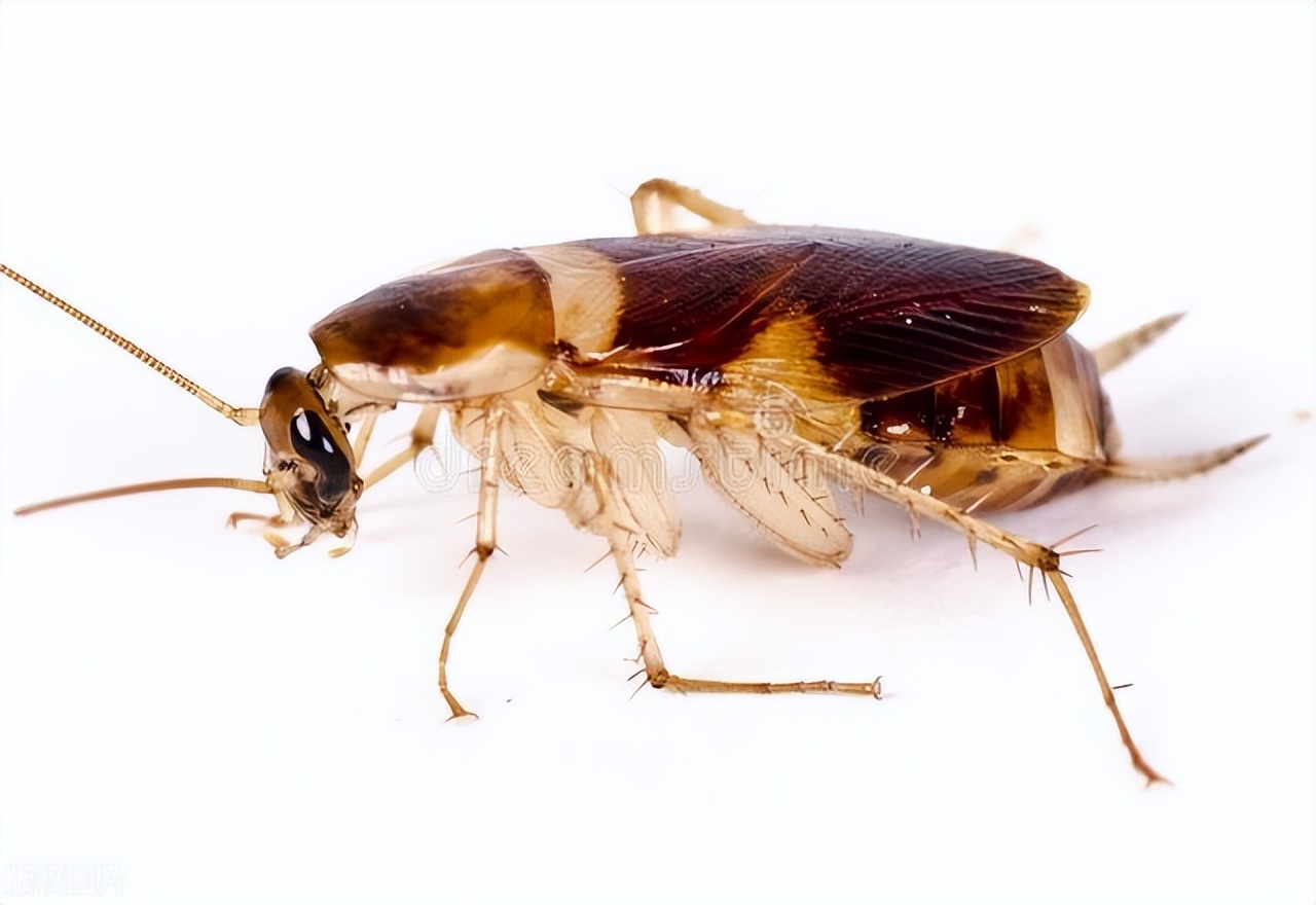 出现一只蟑螂代表家里很多蟑螂,家里发现三只蟑螂会有蟑螂窝吗