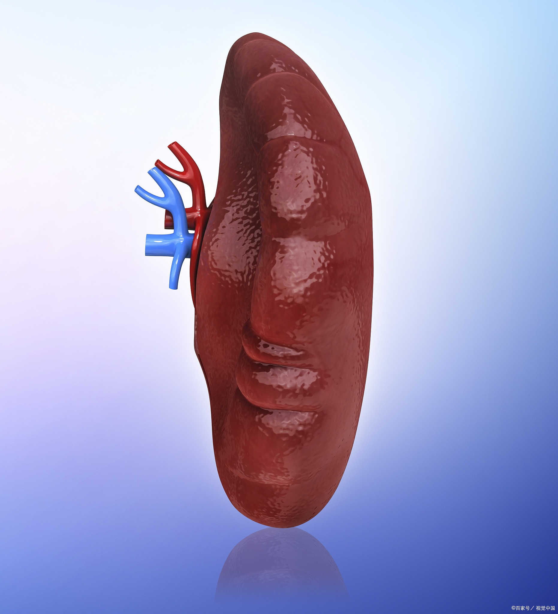 治心肾两虚失眠中药,治疗心阴虚有热心烦失眠的中药