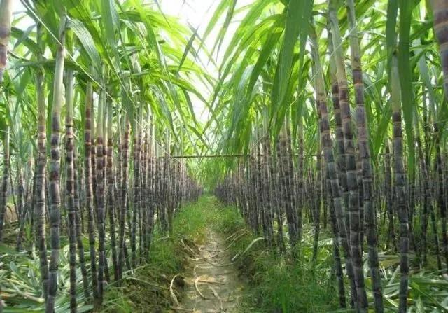 你不知道的国家冷知识伯利兹篇,伯利兹国家为什么那么小