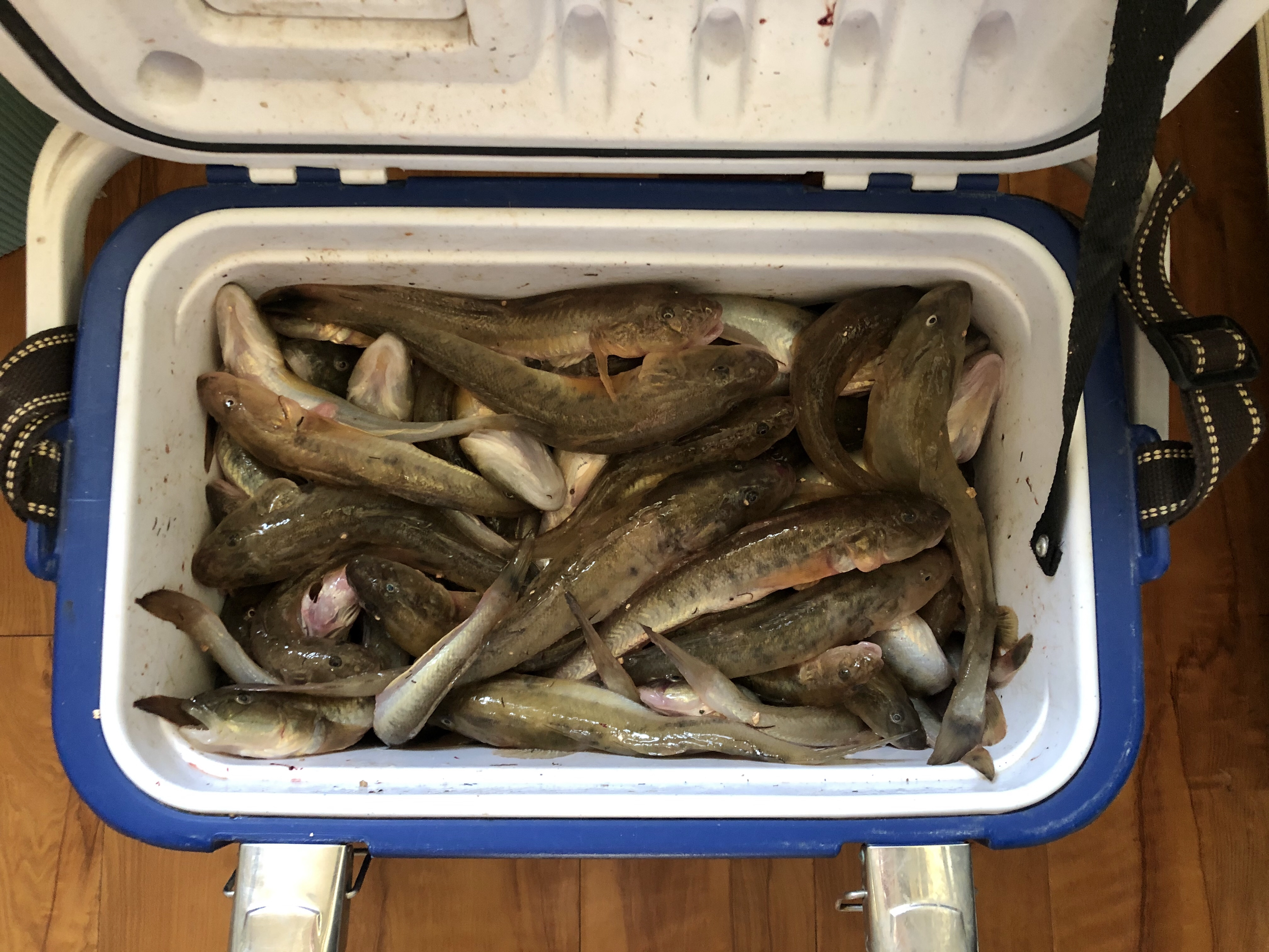 东北楞巴鱼怎么钓,楞巴鱼几月可以钓