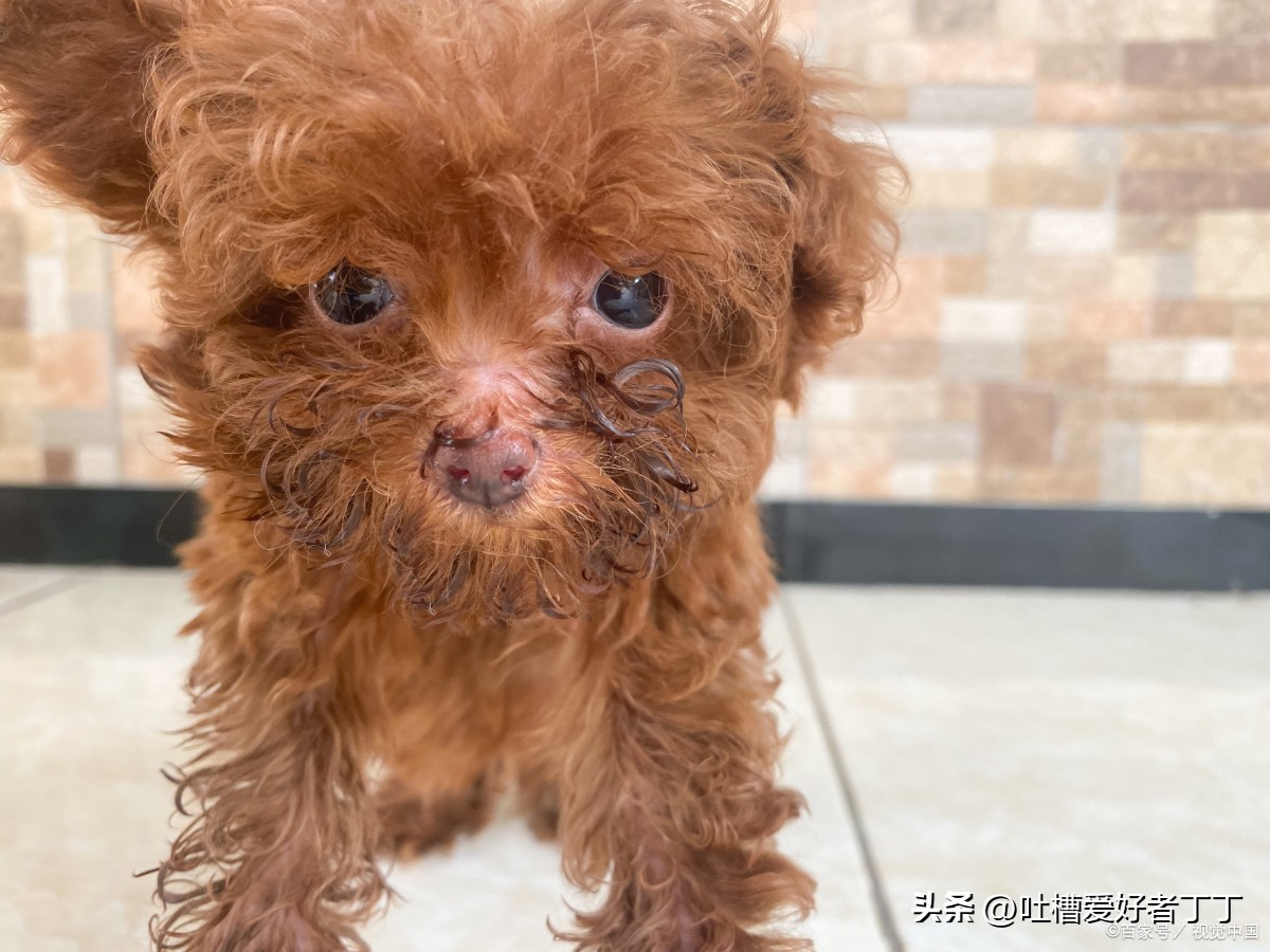 最烧钱的几种狗狗养得你心疼,最烧钱的宠物狗