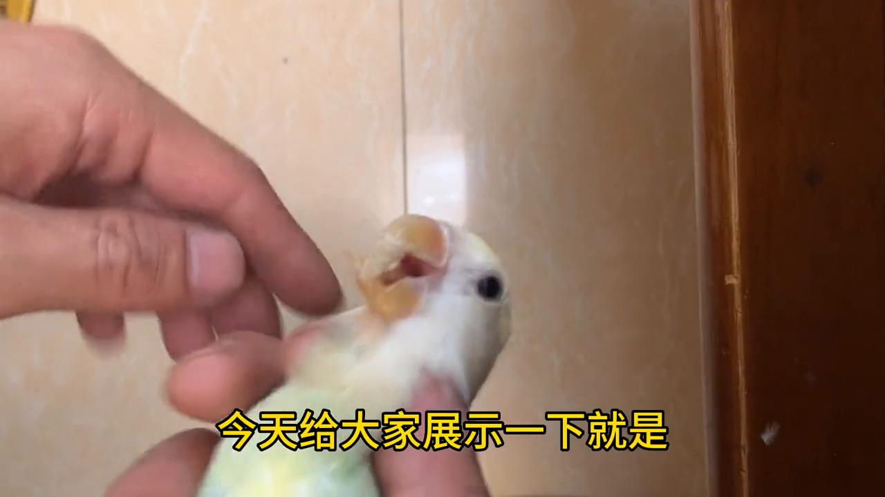 如何了解牡丹鹦鹉行为,牡丹鹦鹉嘴巴太长了该怎么治疗