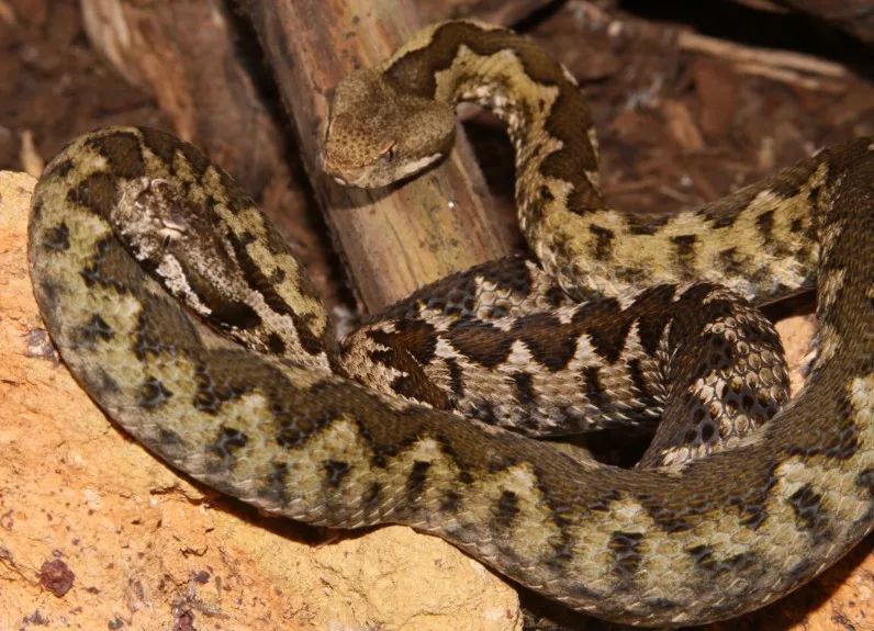 「原来欧洲有这么多种蛇？！」偷师卡塞尔的豢龙大师·下