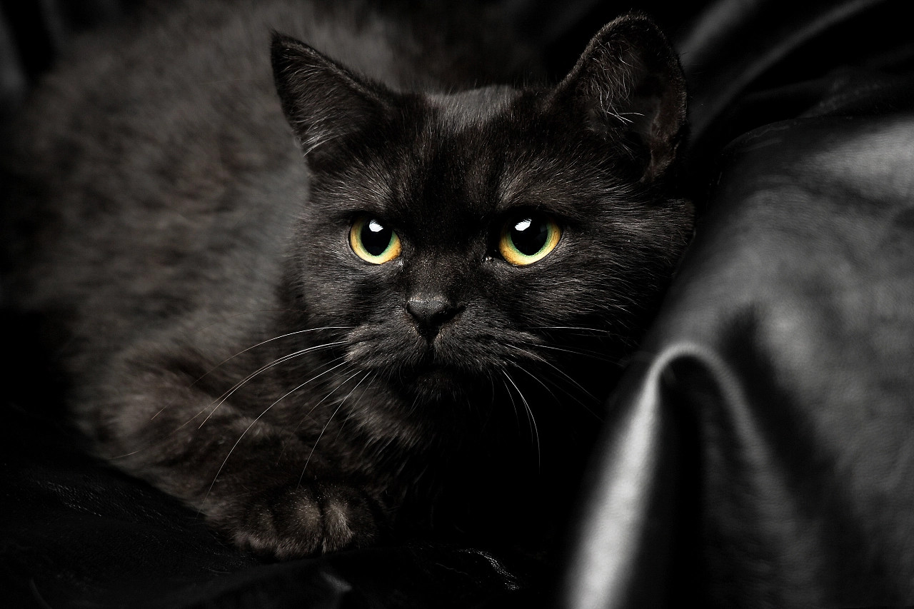 为什么网上买的猫咪这么便宜,网上卖的猫咪都是真的吗