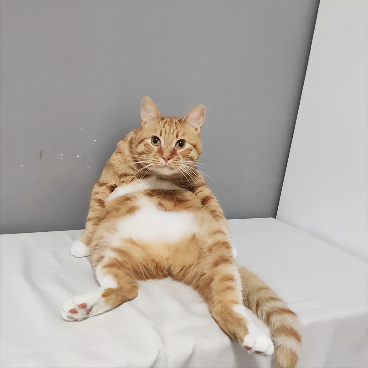 猫咪和人类相处得很好的原因,当猫和人类一起生活久了