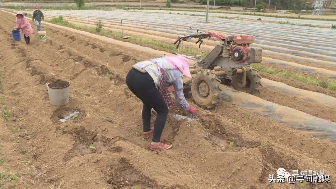 七星镇：烤烟移栽奏响烟农增收“前奏曲”