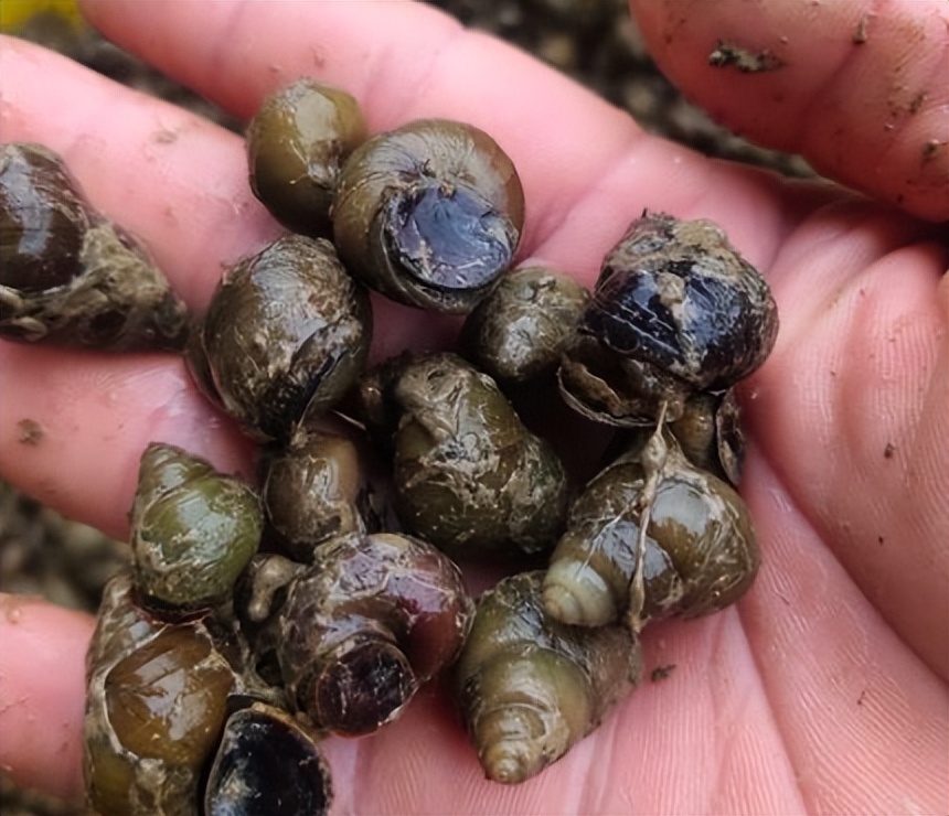 正在逐渐消失的6种河鲜,正在逐渐消失的五种河鲜