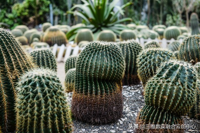 农业发展重点突破,农业创新发展模式