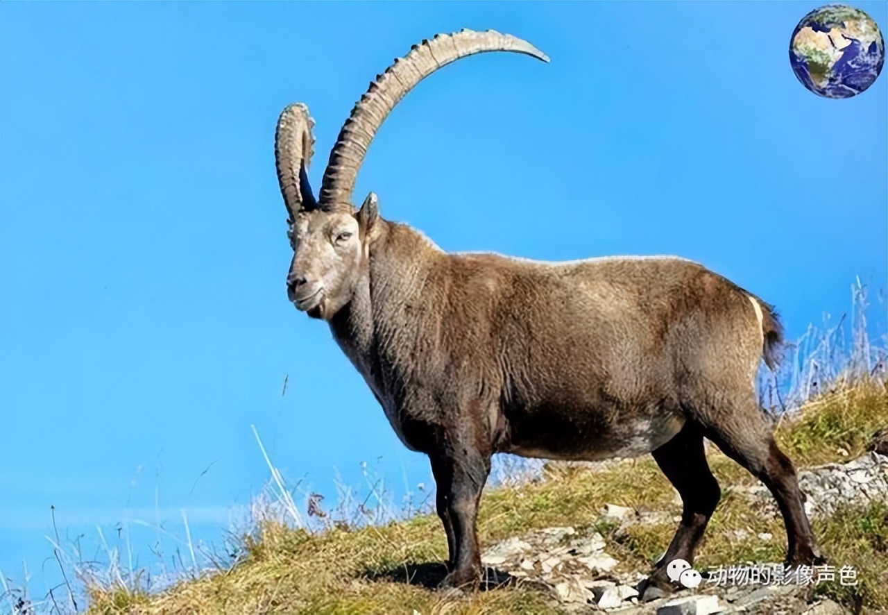 悬羊*仇报**｜祁连山黄药仙说：谁说羊都怕狼？悬羊斗狼令人叫绝