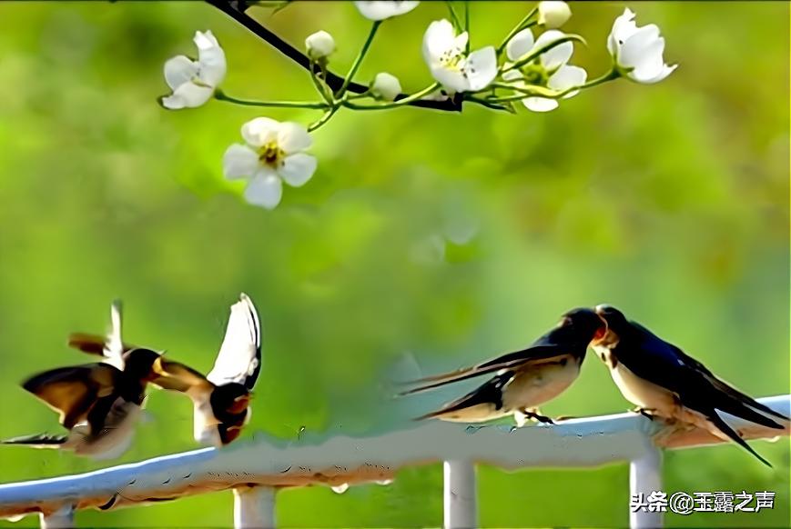 杜甫关于燕子诗有哪些,燕子最好的七首诗