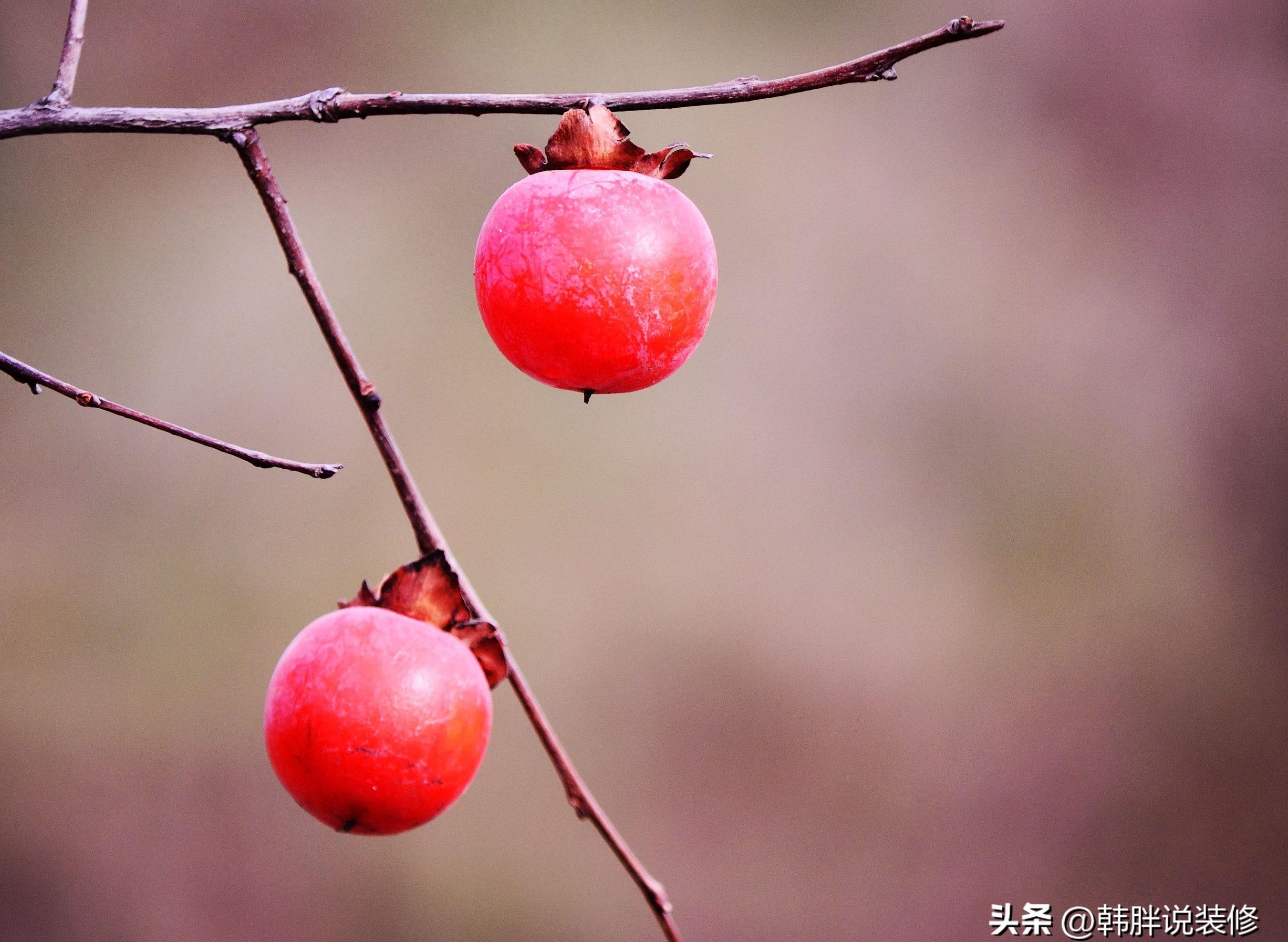5种吉祥树,富贵吉祥树有哪些