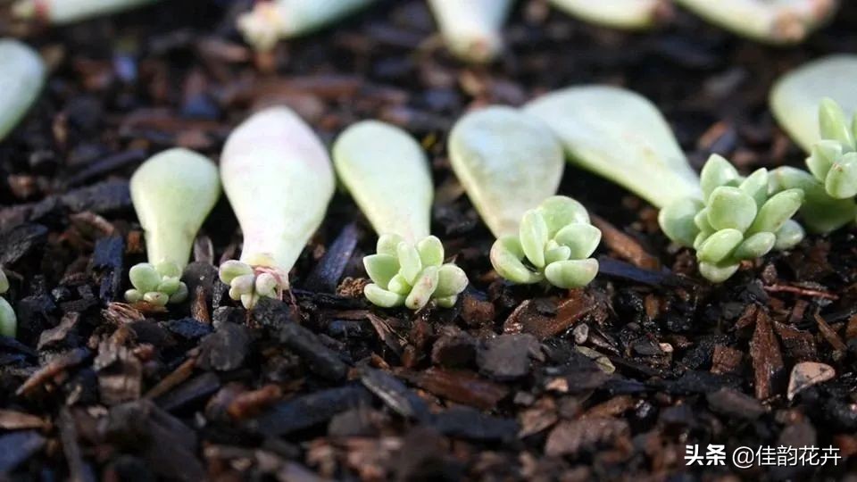 花卉绿植扦插繁殖方法视频播放,各种花卉的扦插视频教程