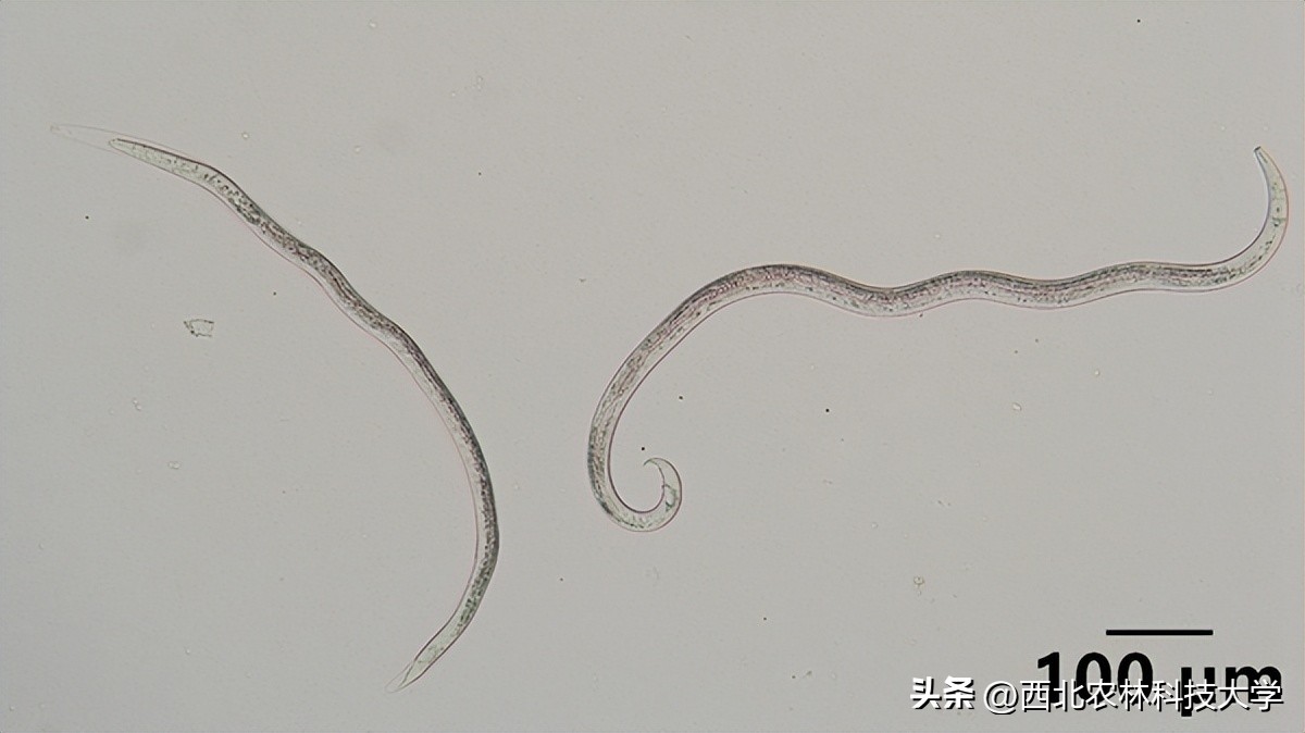 【奋进新征程】（9）秦岭有卫士：杀小虫，保青山