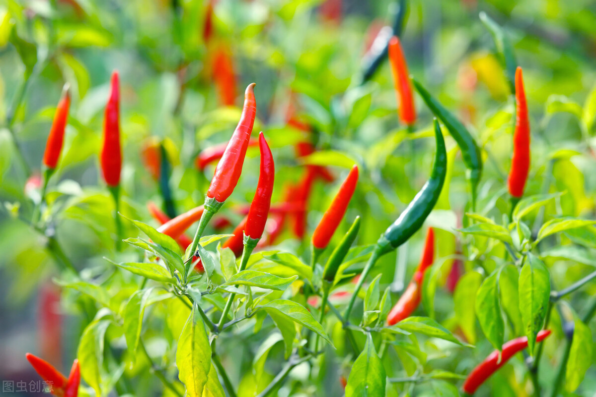 国内辣椒的发展,今年辣椒市场形势预计