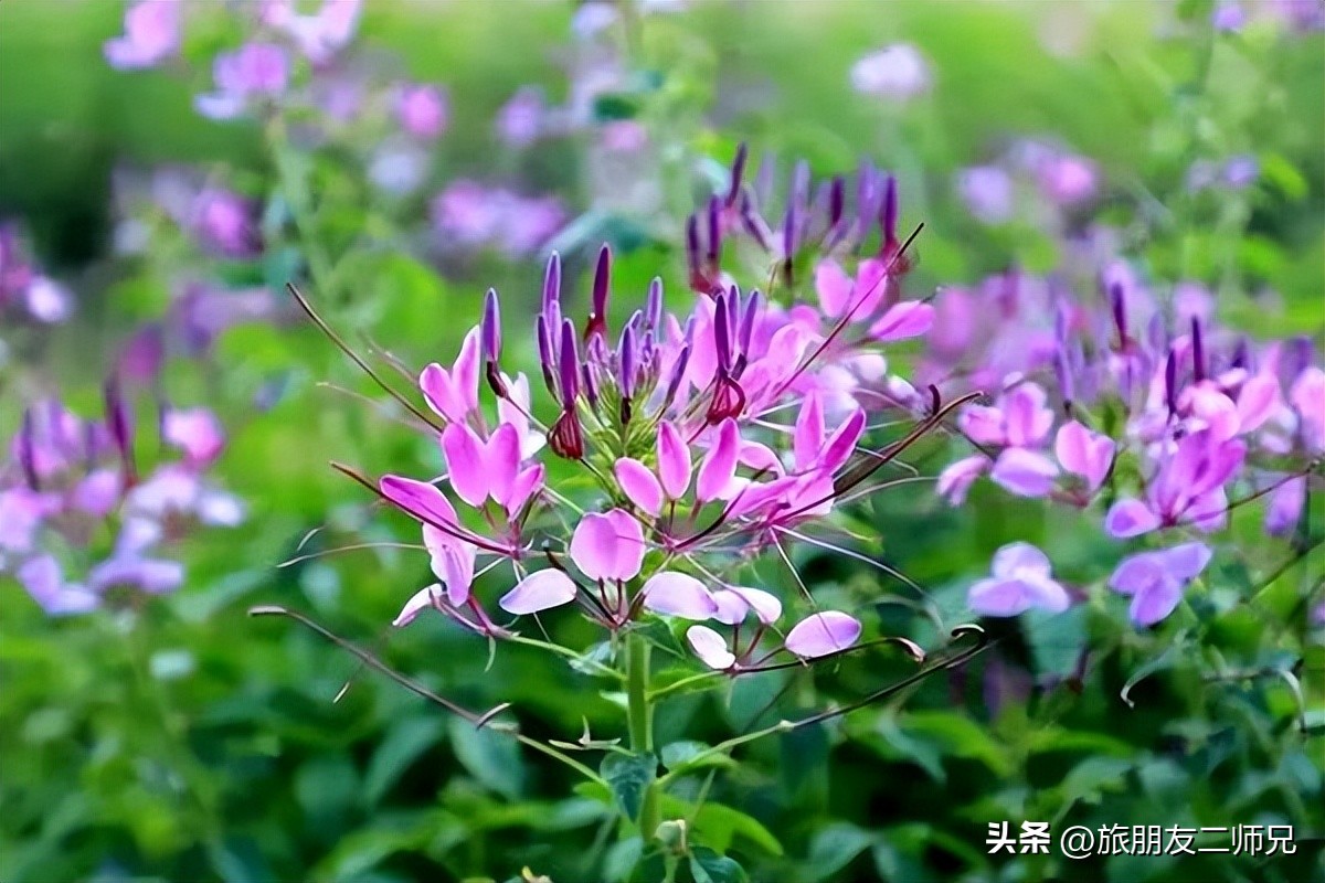 佛山三水白坭附近的旅游景点,佛山三水出发黄姚古镇旅游攻略