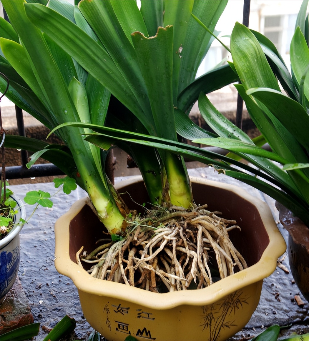 养花不能用大盆，何为大盆？5大类植物“选盆”规则，要学会