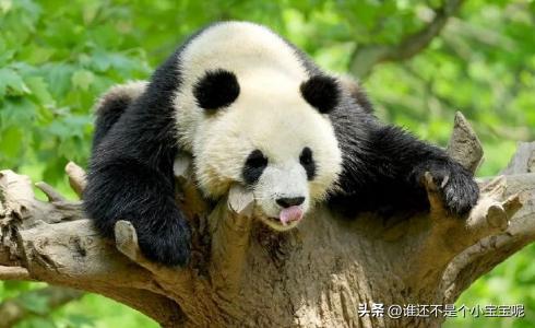 大熊猫喜妹咬伤饲养员,每天认识一只大熊猫