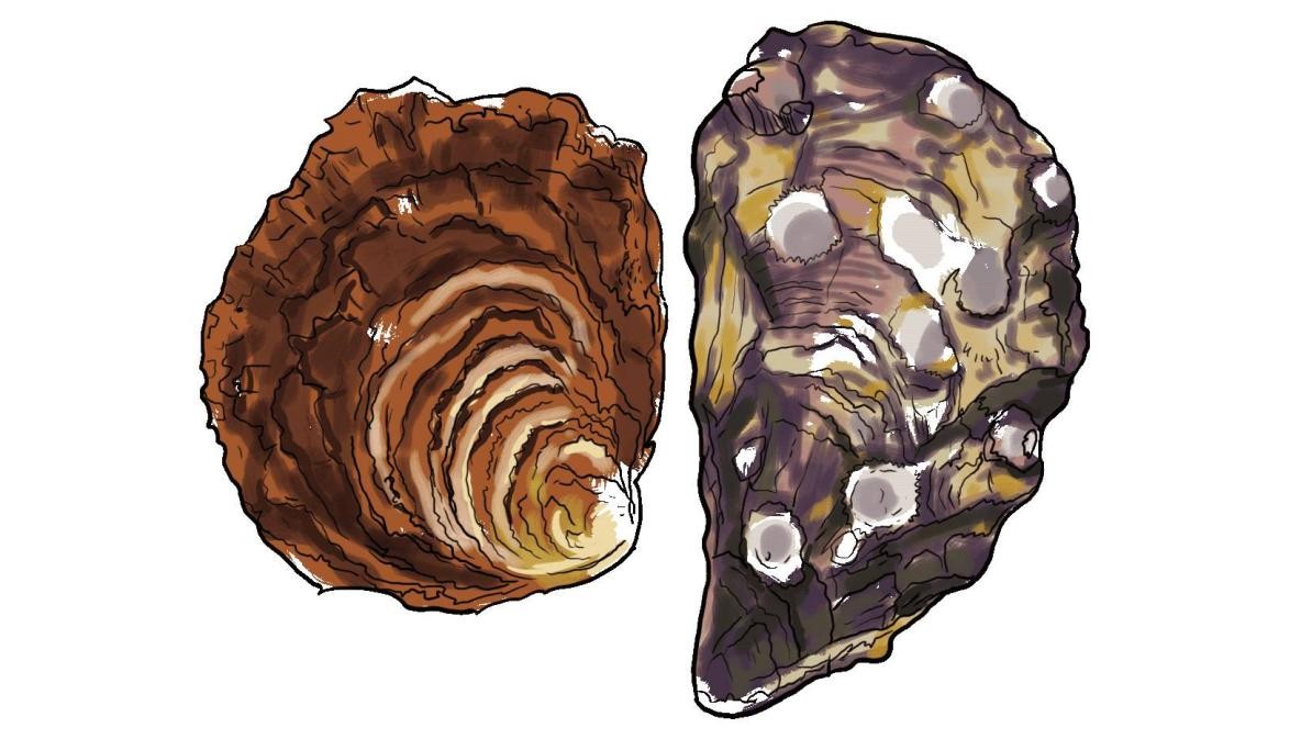 海洋动物体内的原肌球蛋白含量，是否会引起人体食物过敏？