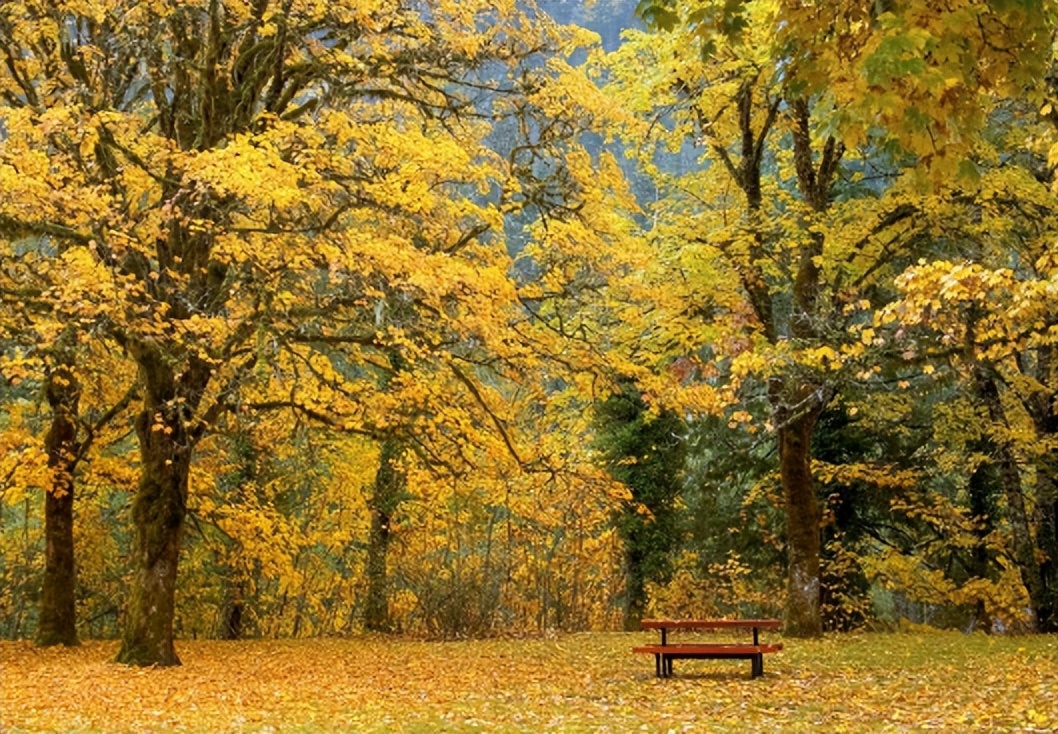 立秋后喝什么养生茶比较好一点呢,秋燥养生茶分别是什么茶类