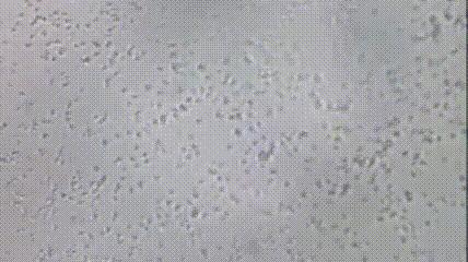 人类部分精子会得卵子“偏爱”，卵子要给心仪的精子“开后门”？