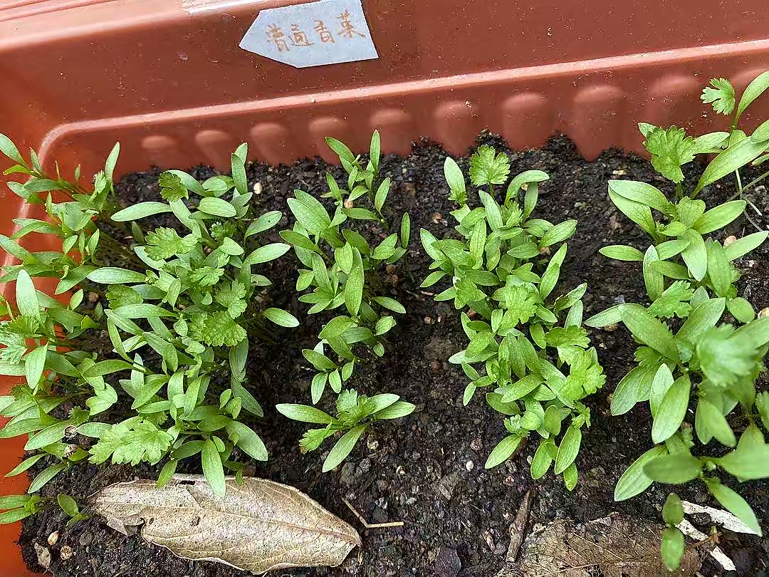 只需2步教你在家种香菜,最简单的在家种香菜方法