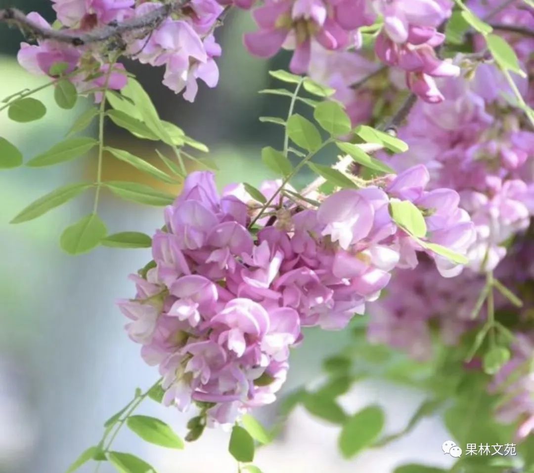 怀念槐花的诗句,五律咏槐花