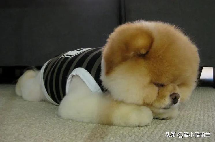 狗狗最常见十种疾病图,狗狗十大可怕事件