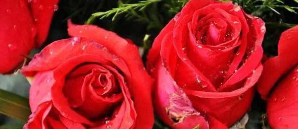 盘点各种花的花语还不快收藏起来,不常见的花的花语