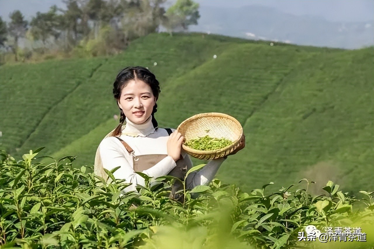 福建中国茶叶第一大省,中国茶叶排名第一省