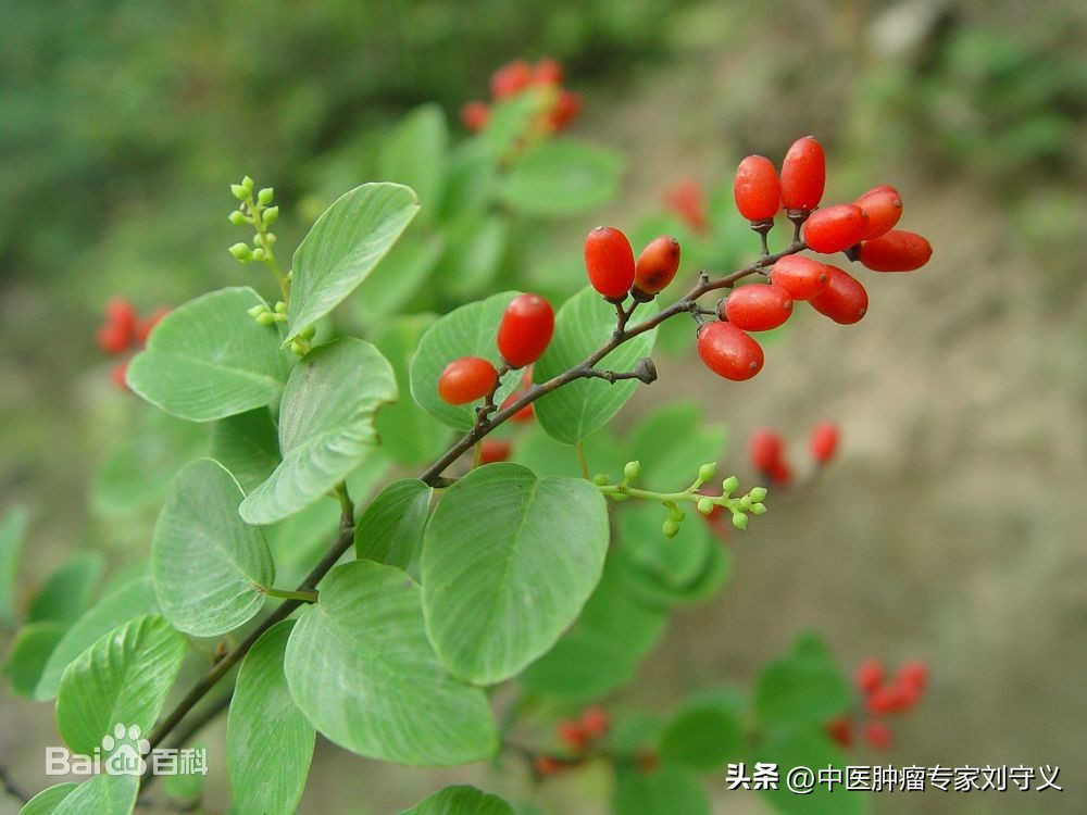 清热解毒防癌的中成草药,抗癌茶方有哪些药材