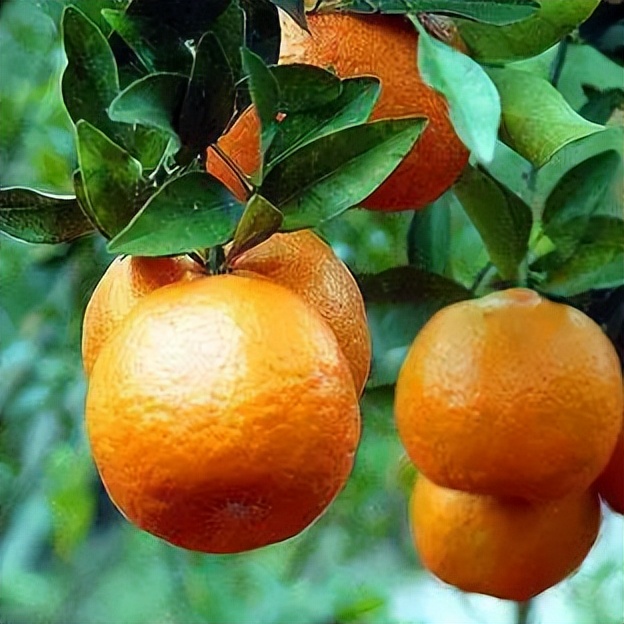 闈掔鏃呮父,鐪夊北闈掔