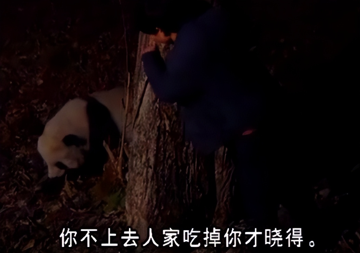 大熊猫高高成长,野生大熊猫高高学爬树