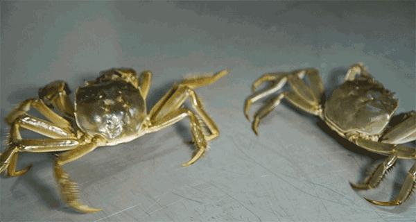 怎么能让螃蟹活力满满,怎么保持螃蟹的鲜活