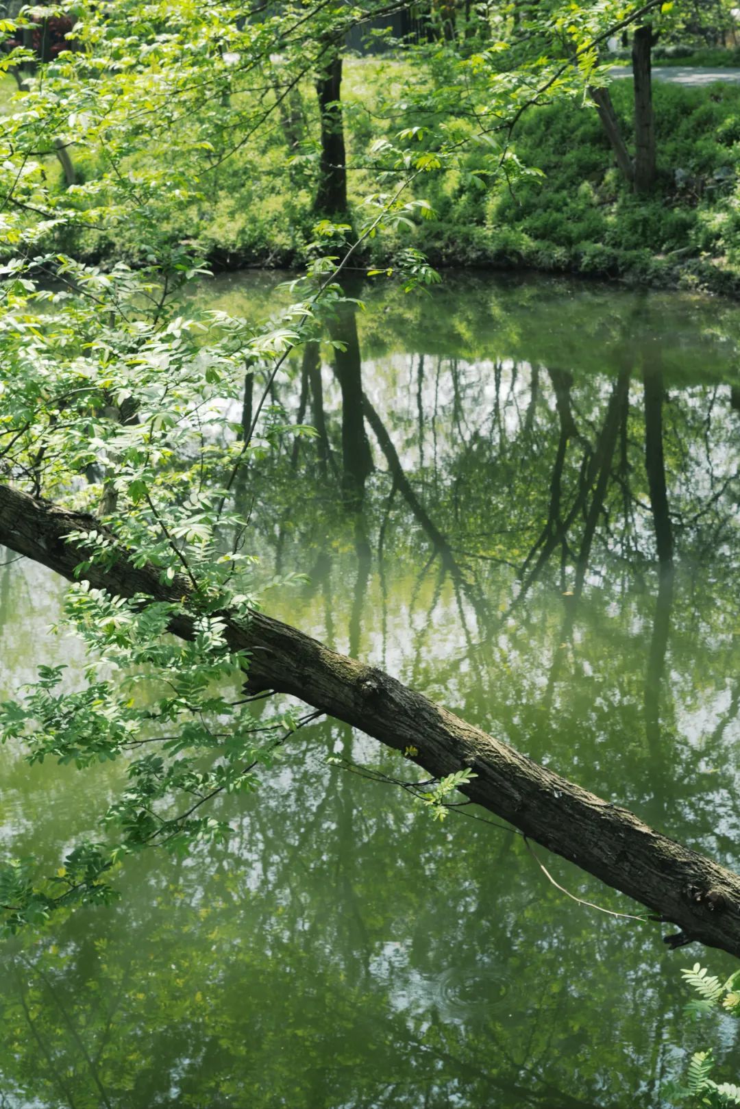春天的潺潺溪水,春天的顶流