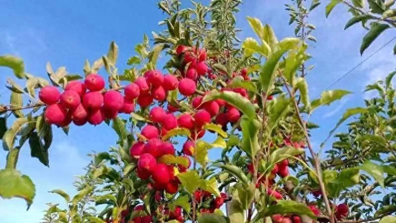 石家庄鸡心果,石家庄鸡心果几月份能长大