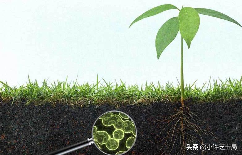 戊唑醇与磷酸二氢钾混用控旺吗,戊唑醇与磷酸二氢钾一起用吗