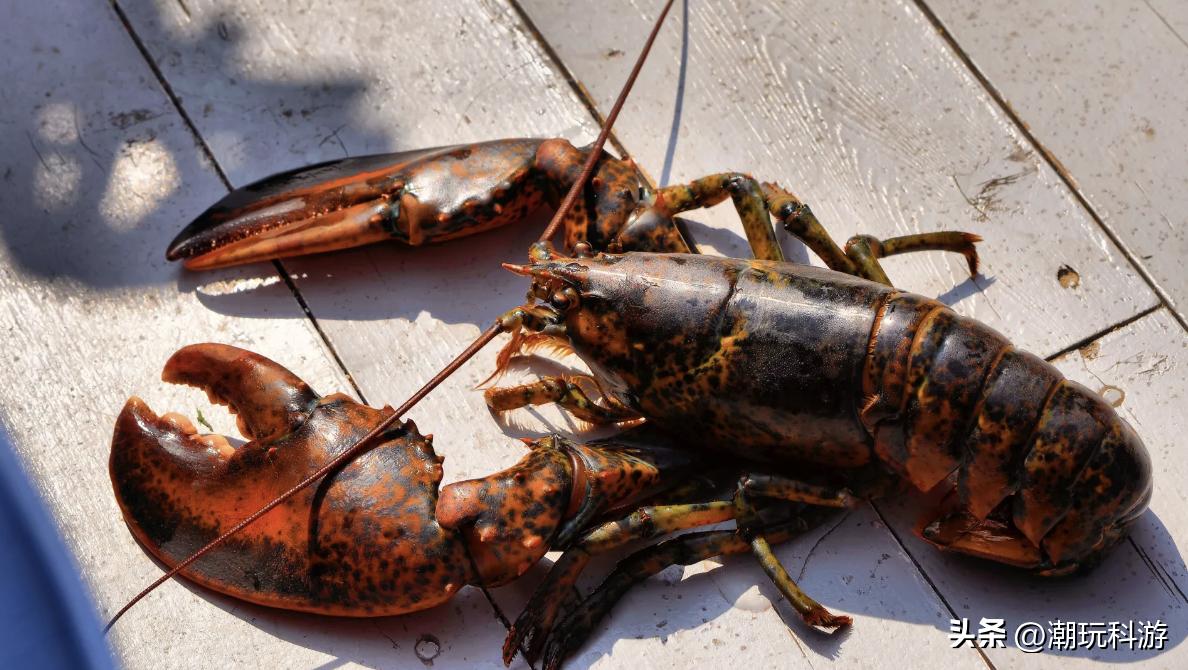 香港HK*私走**者在617磅的活龙虾中藏了70张显卡