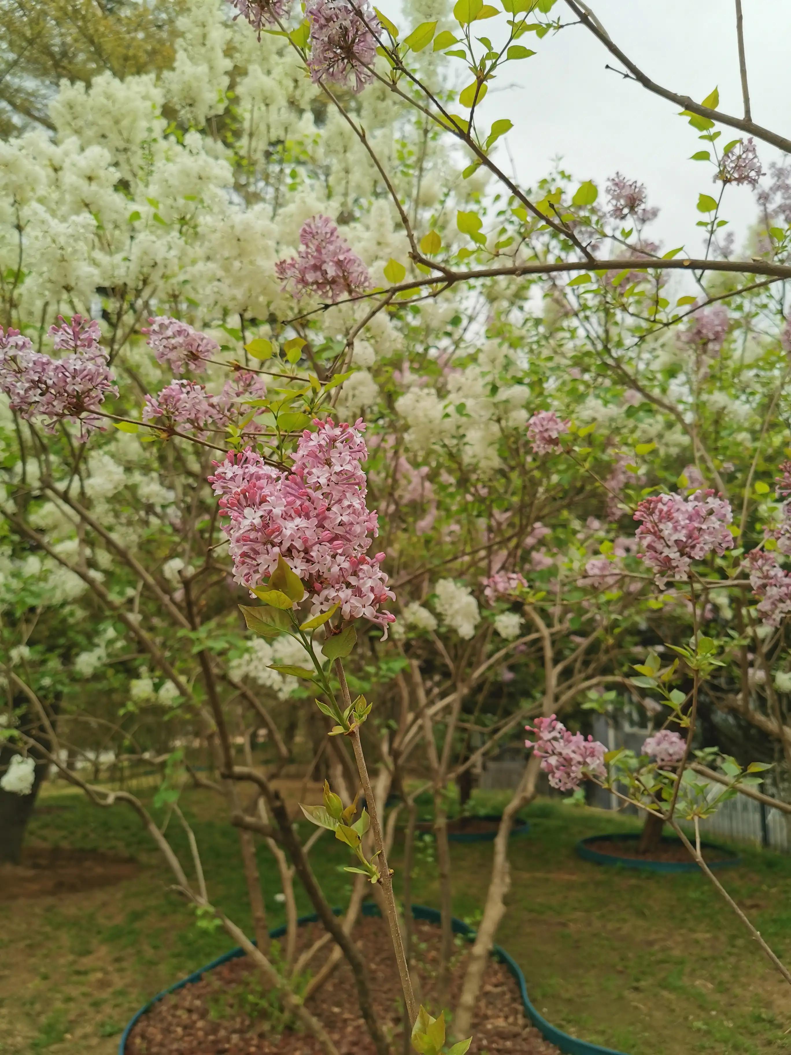 丁香结丁香花,丁香花和丁香结