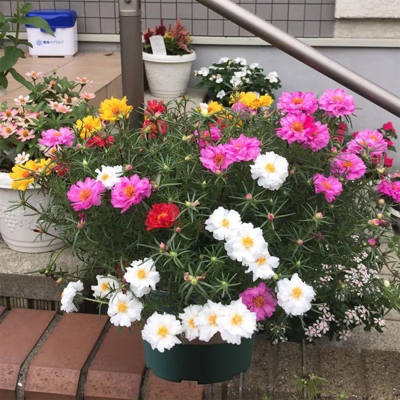 春天养什么花最漂亮也最好养,春天养什么花好看又实用