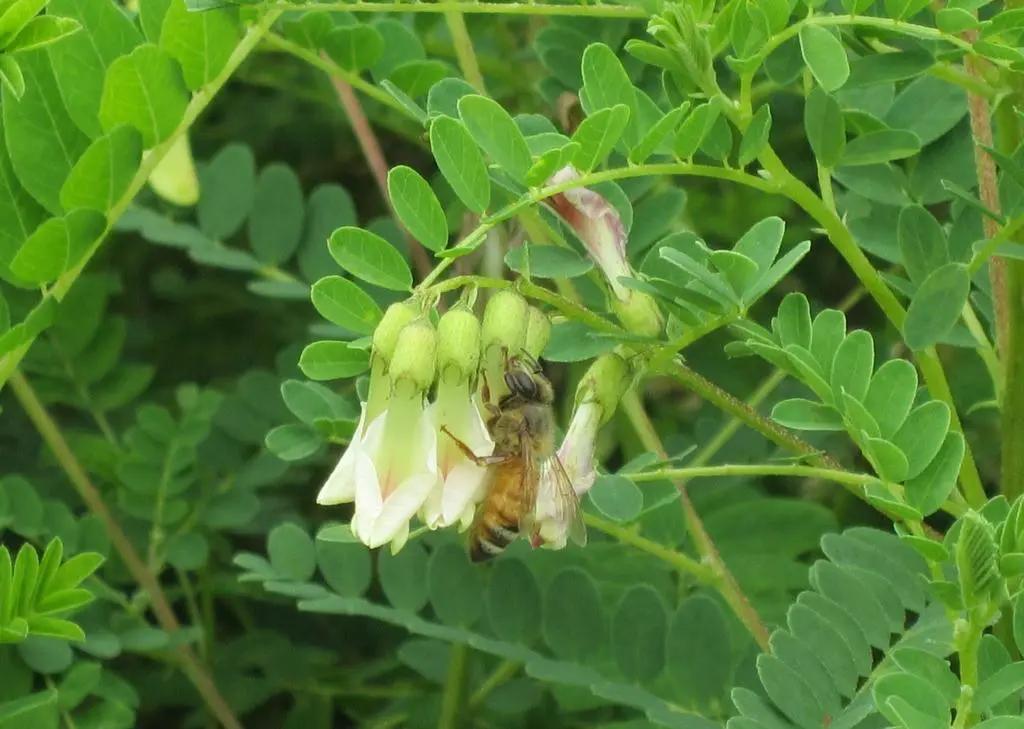 黄芪种植技术和方法,黄芪种植技术和管理方法