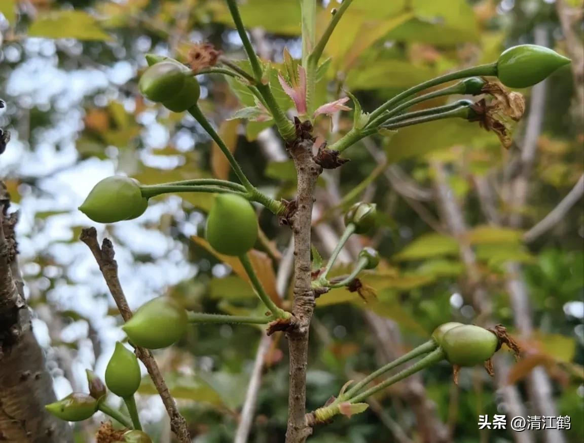 樱桃好吃树难栽完整故事,樱桃好吃树难栽家常版完整版