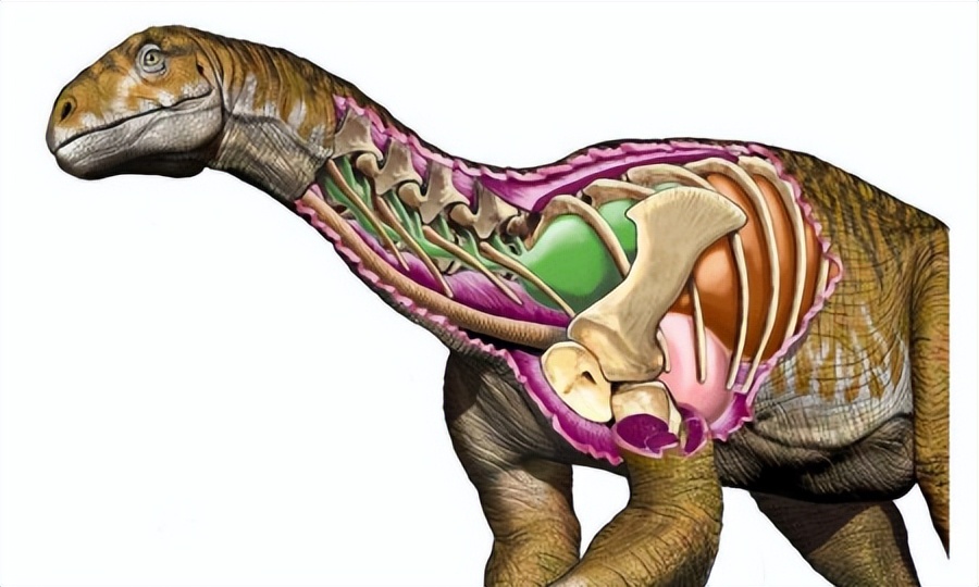 恐龙的骨架长什么样子,恐龙的内部器官结构图