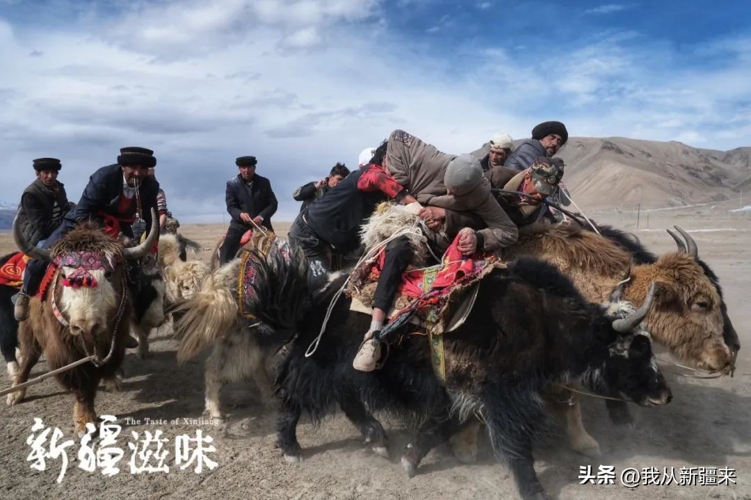 骑着牛叼羊的在*疆新**也就……