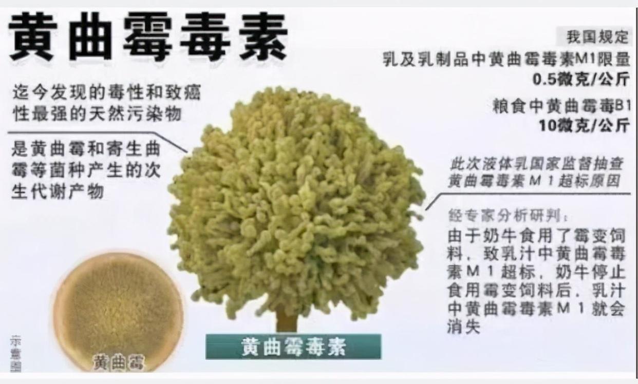 冰箱里馒头久了容易产生黄曲霉素,馒头放冰箱里冷冻会有黄曲霉菌吗