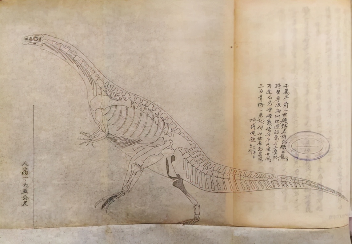 「共舞长江经济带」恐龙的五大千古之谜中，有几个人不应该被忘却