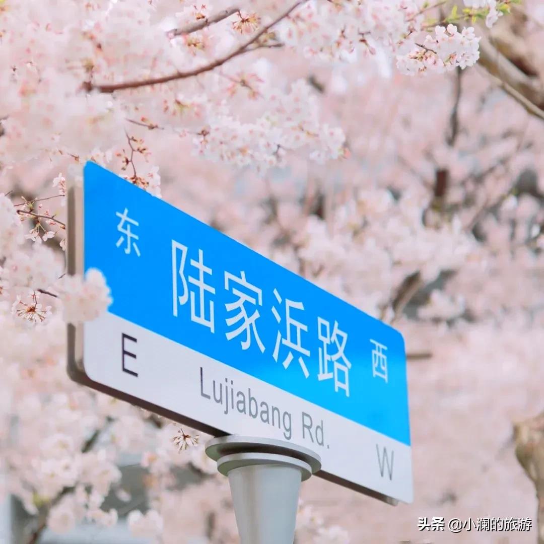 上海市八大免费赏樱地，去过一次的人，基本会再去第二次