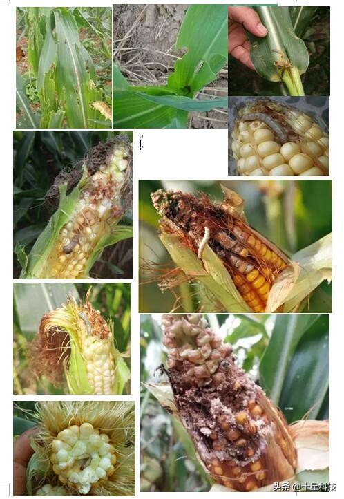 玉米抗虫品种审定,2022年抗虫的玉米种