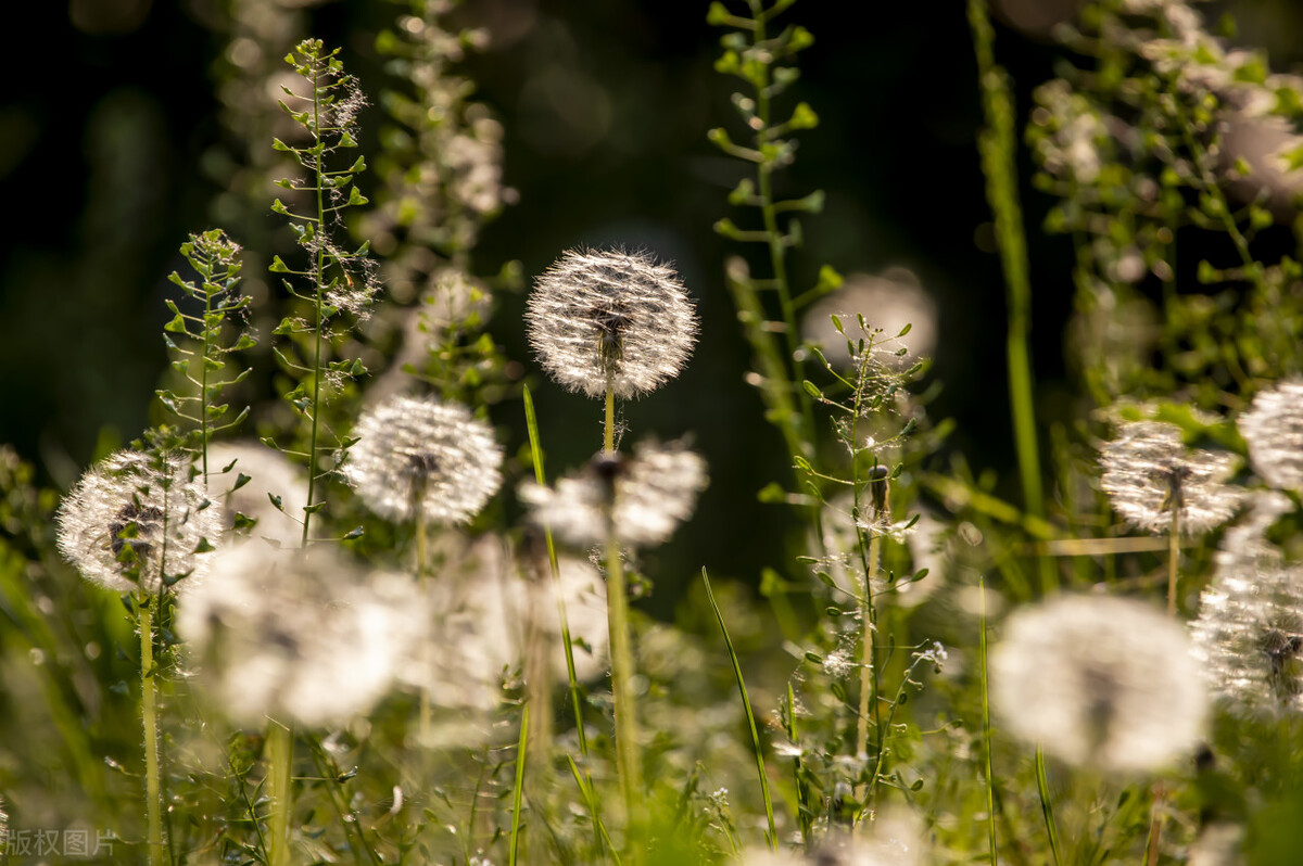 子宫肌瘤1cm中药调理会消失吗,子宫肌瘤是淤血吗